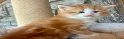 Norvegese gatti in vendita: cucciolo norvegese delle foreste - Annuncio 15