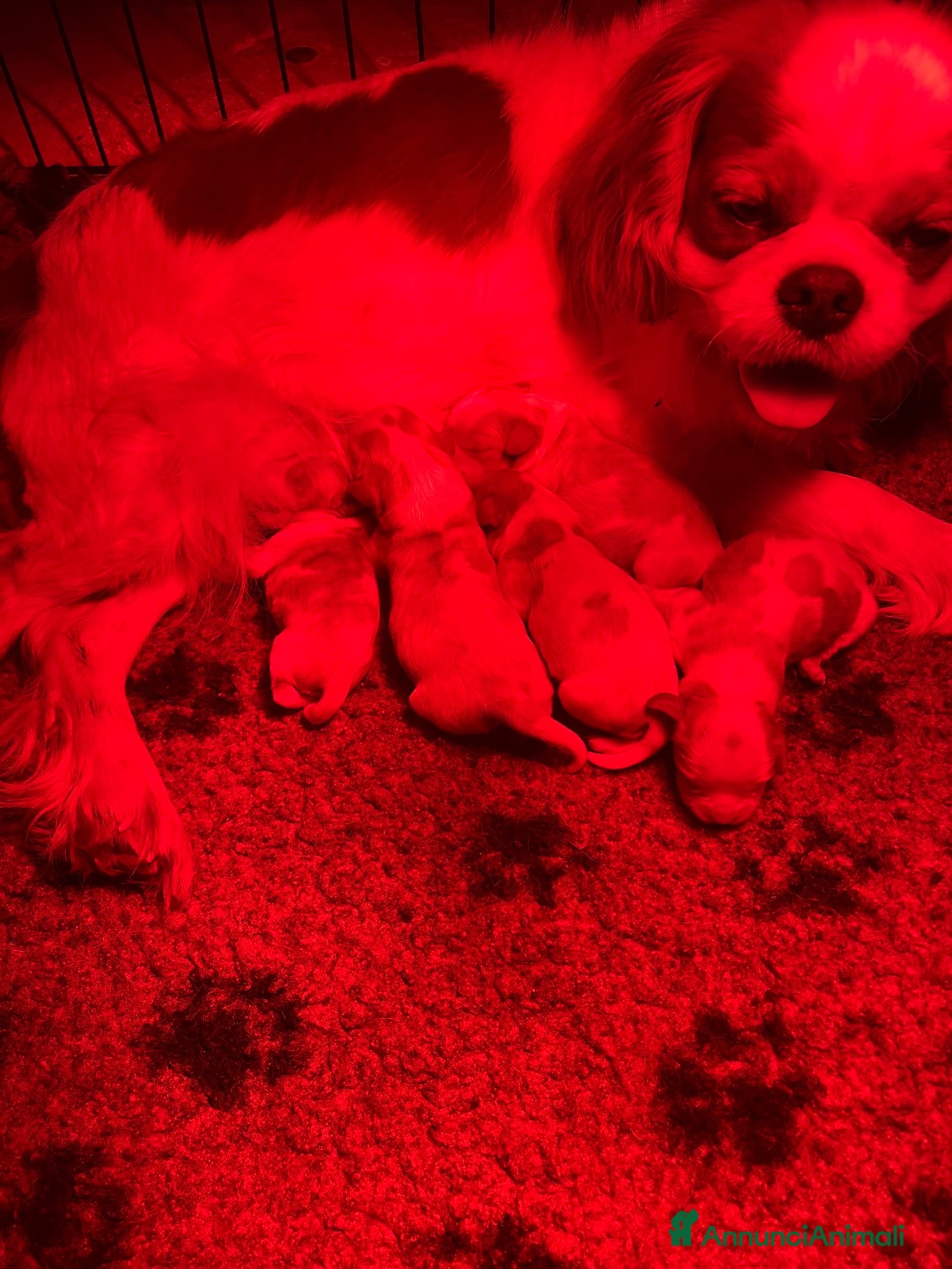 Cavalier King cani Splendido cucciolo altamente selezionato ! - Annuncio 1
