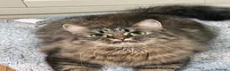 Siberiano gatti in vendita: Gattina Siberiana - Annuncio 2