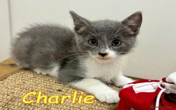 Europeo gatti in regalo: CHARLIE  GATTINO BIANCO E CERTOSINO    - Immagine 3