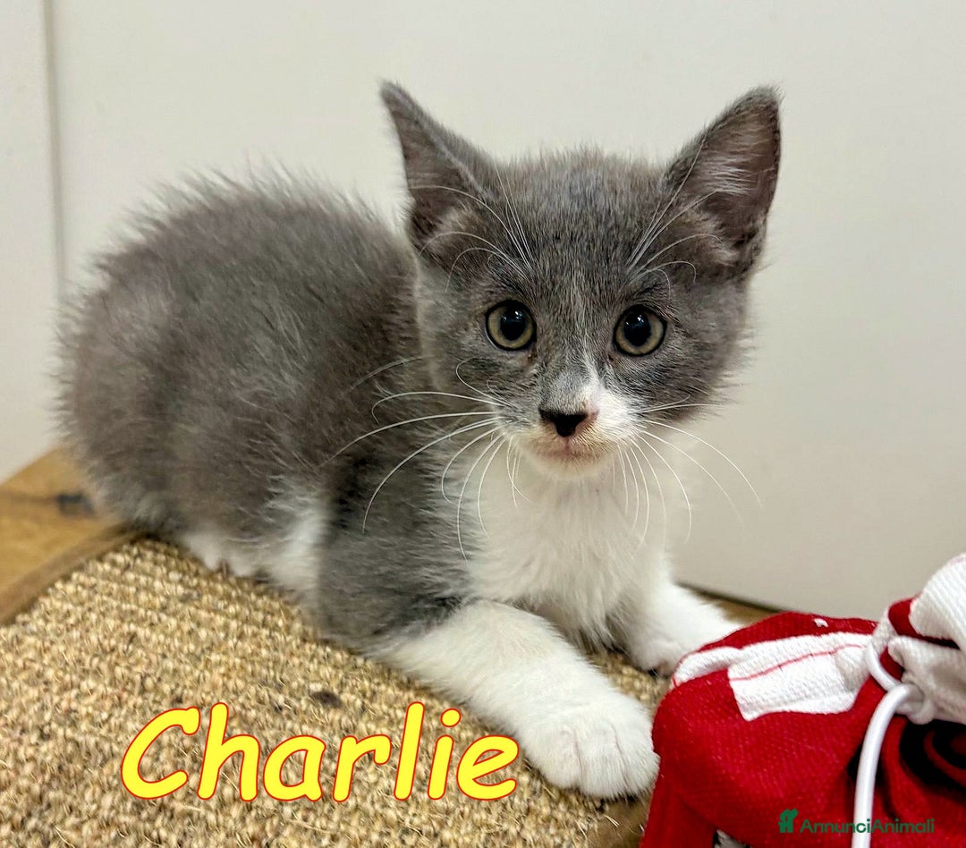 Europeo gatti in regalo: CHARLIE  GATTINO BIANCO E CERTOSINO    - Immagine 3