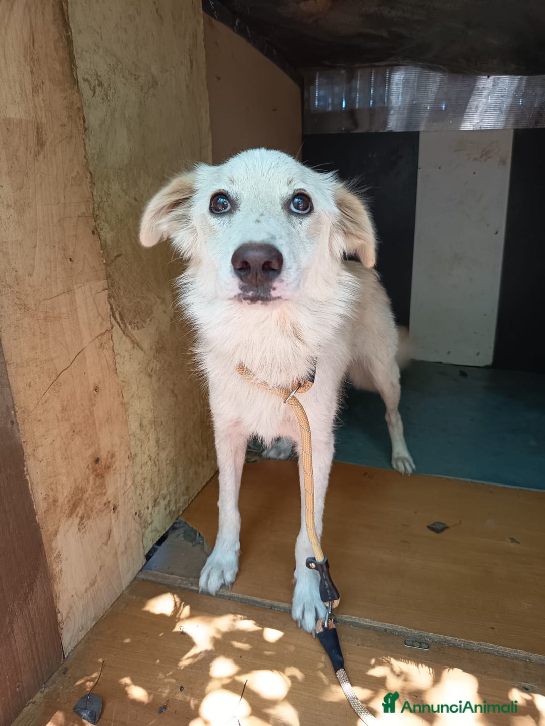 Meticcio cani in regalo: UNA MAMMA PER LIZZY - Annuncio 4