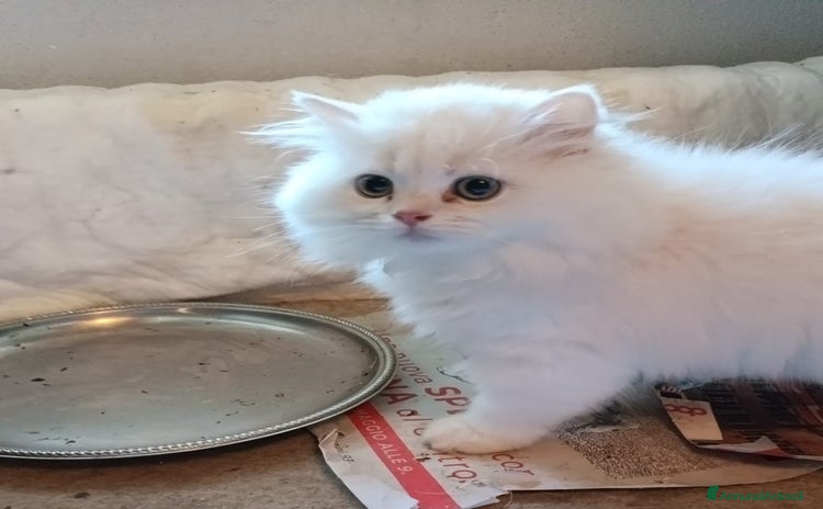 Persiano gatti a Provincia di Modena - Annuncio 15