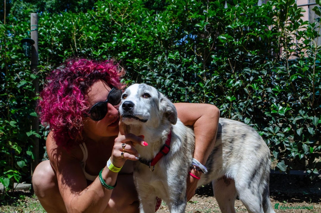 Altre razze cani in regalo: LINK e MAIL, 6 MESI, (01/01/25) a Provincia di Bergamo - Immagine 6