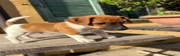 Jack Russell cani in vendita: Cucciolo Maschio Jack Russell terrier pelo liscio a Provincia di Pavia - Annuncio 1