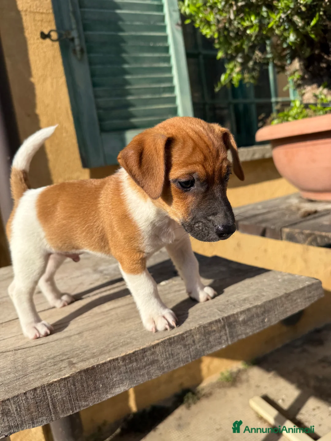 Jack Russell cani in vendita: Cucciolo Maschio Jack Russell terrier pelo liscio a Provincia di Pavia - Annuncio 1