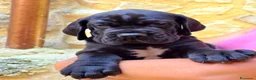 Alano cani in vendita: Cuccioli Alano Neri e blu - Annuncio 3