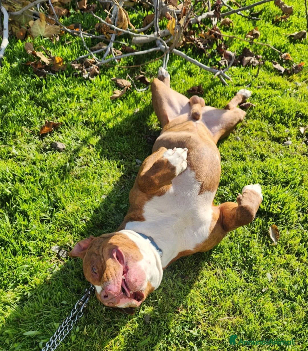 Pitbull cani in regalo: Drake e sorella Pitbull 20/22mesiBUONISSIMI.SUD  - Annuncio 9