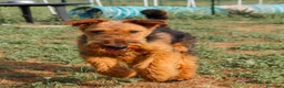 Airedale Terrier cani in vendita: Cucciolone di airedale terrier  - Annuncio 3