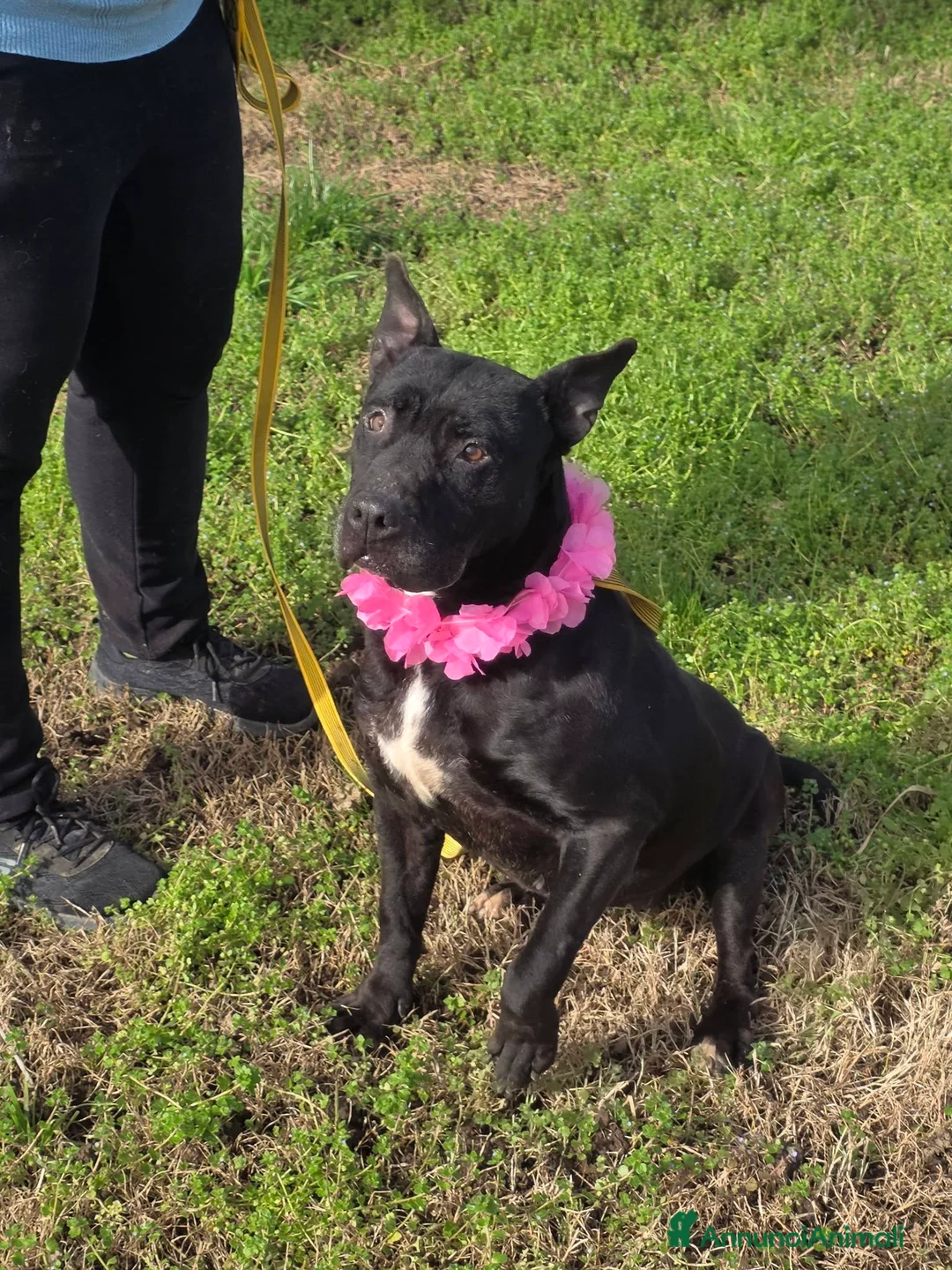 Meticcio cani in regalo: Nayana, simil cane corso, in canile - Annuncio 1