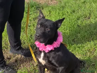 Meticcio cani Nayana, simil cane corso, in canile - Annuncio 1