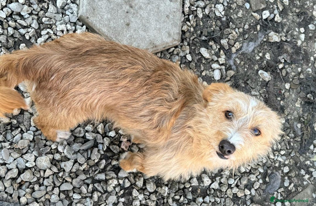 Meticcio cani in regalo: Einstein 2 anni Taglia piccola  - Annuncio 7