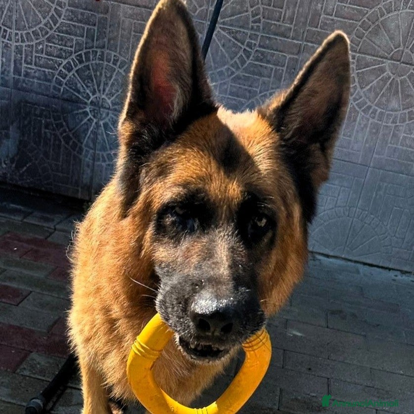 Pastore Tedesco cani IBRA PASTORE TEDESCO - Annuncio 28