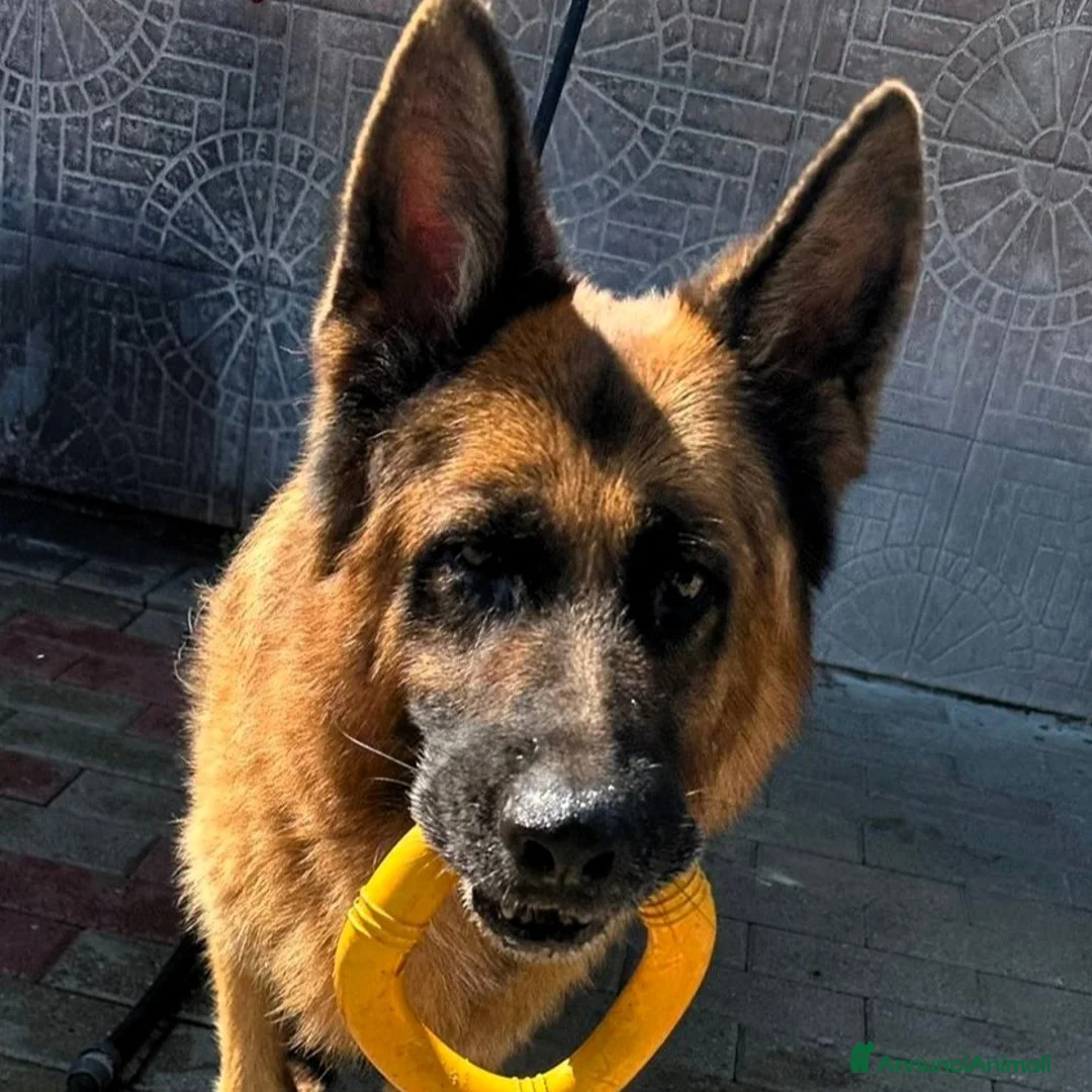 Pastore Tedesco cani in regalo: IBRA PASTORE TEDESCO - Annuncio 1