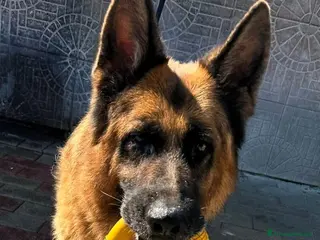 Pastore Tedesco cani IBRA PASTORE TEDESCO - Annuncio 28