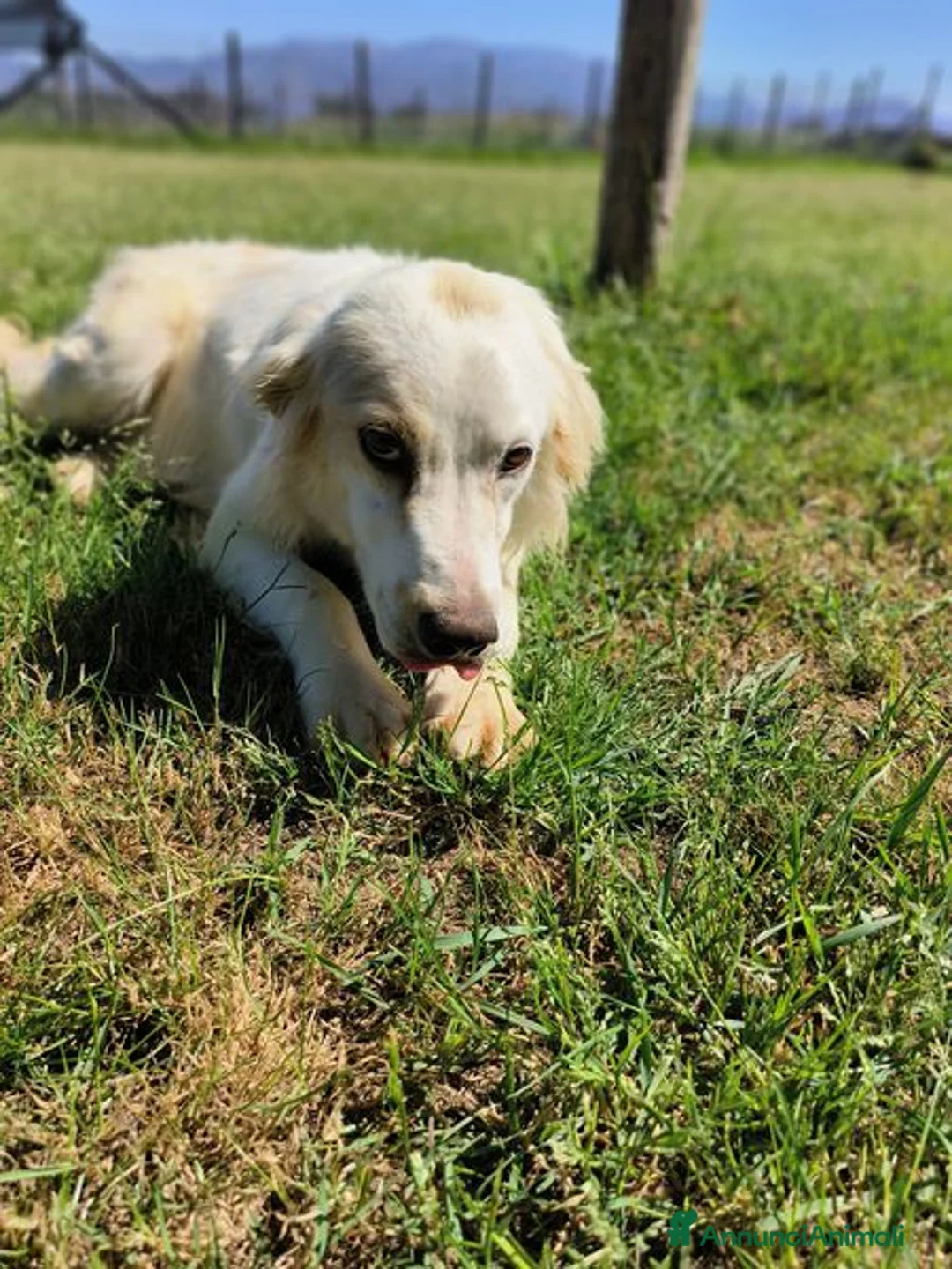 Breton cani in regalo: Dolce Fish, piccolo bretoncino/golden - Annuncio 10