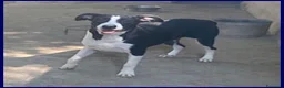Meticcio cani in regalo: KLIZIA allegra e simpaticissima - Annuncio 5