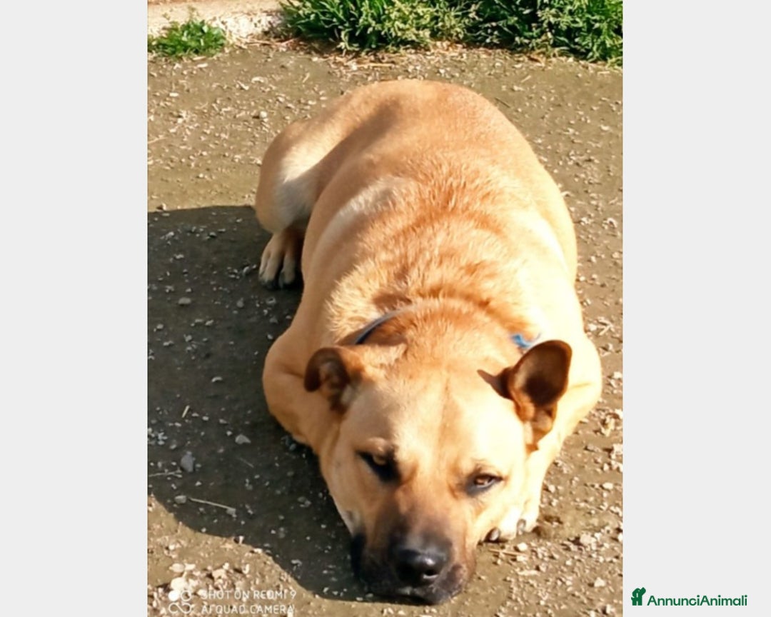 Meticcio cani in regalo: Zeus adulto riportato 1anno fa in box+Pepito4anni  a Milano - Annuncio 4