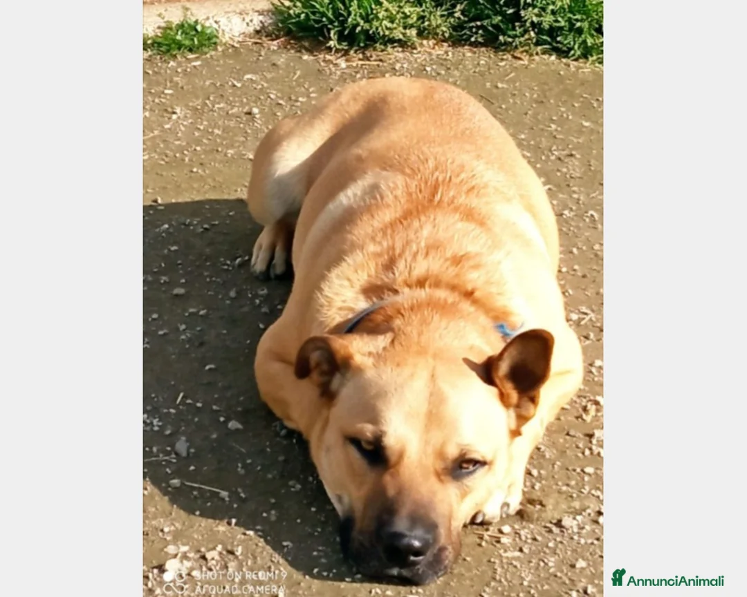 Meticcio cani in regalo: Zeus adulto riportato 1anno fa in box+Pepito4anni  a Milano - Annuncio 4