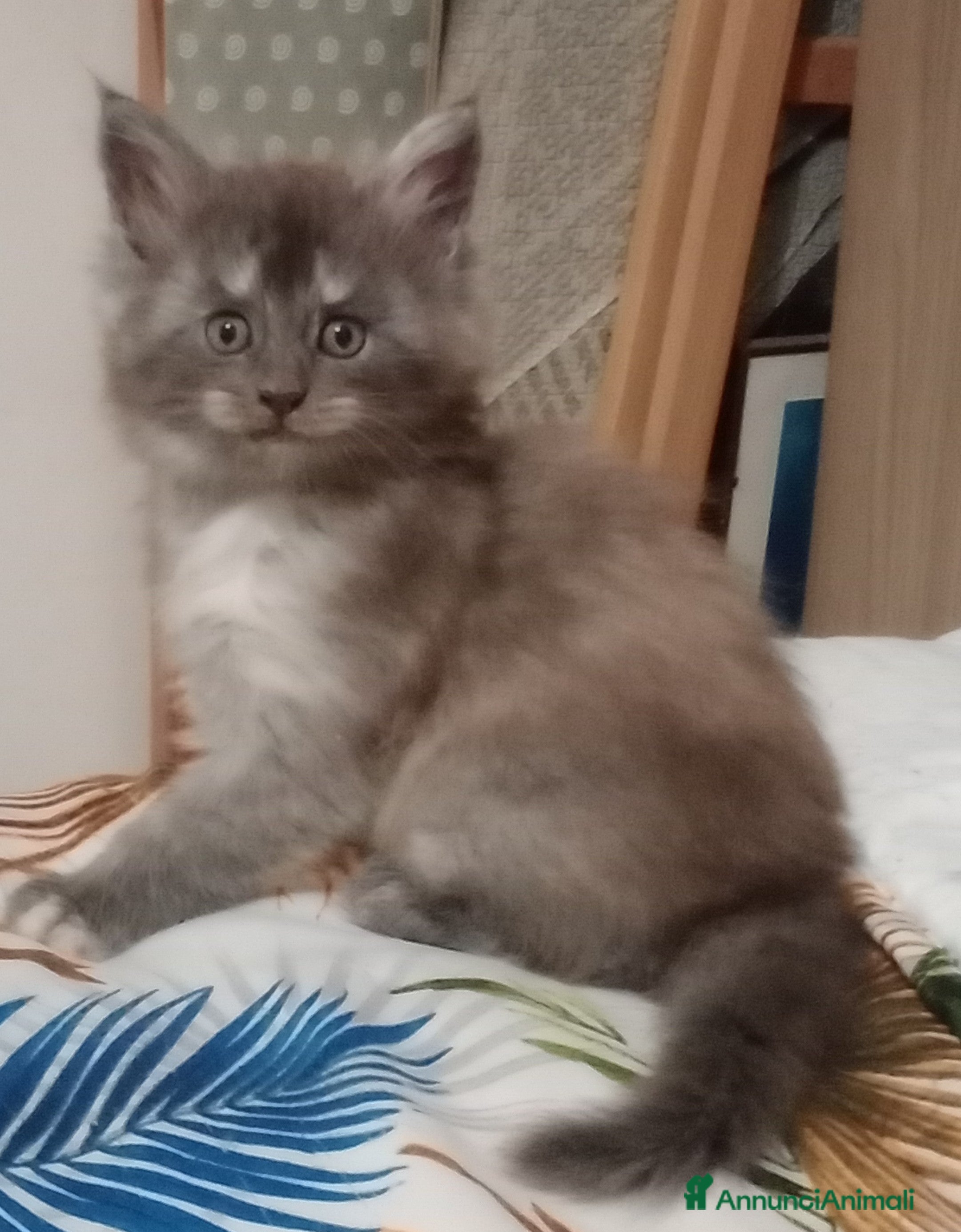 Maine Coon gatti Maine Coon cucciola  - Annuncio 1