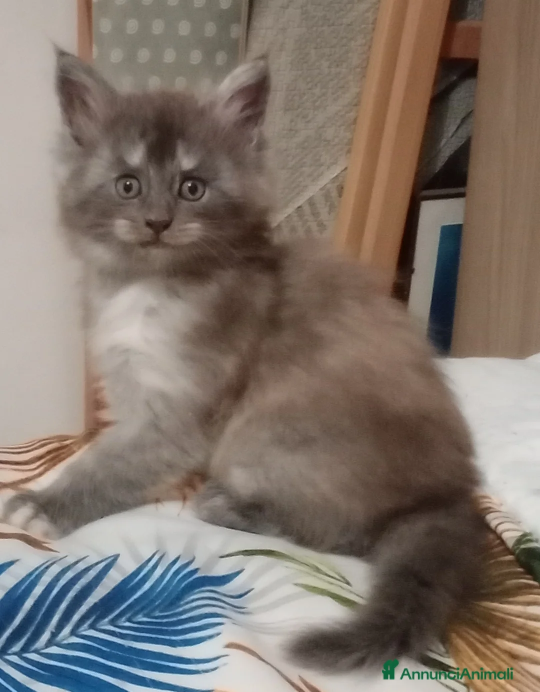 Maine Coon gatti in vendita: Maine Coon cucciola  - Annuncio 1