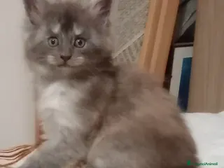 Maine Coon gatti Maine Coon cucciola - Annuncio 1