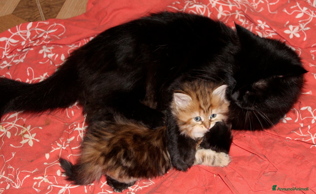 Immagine della galleria {{count}}