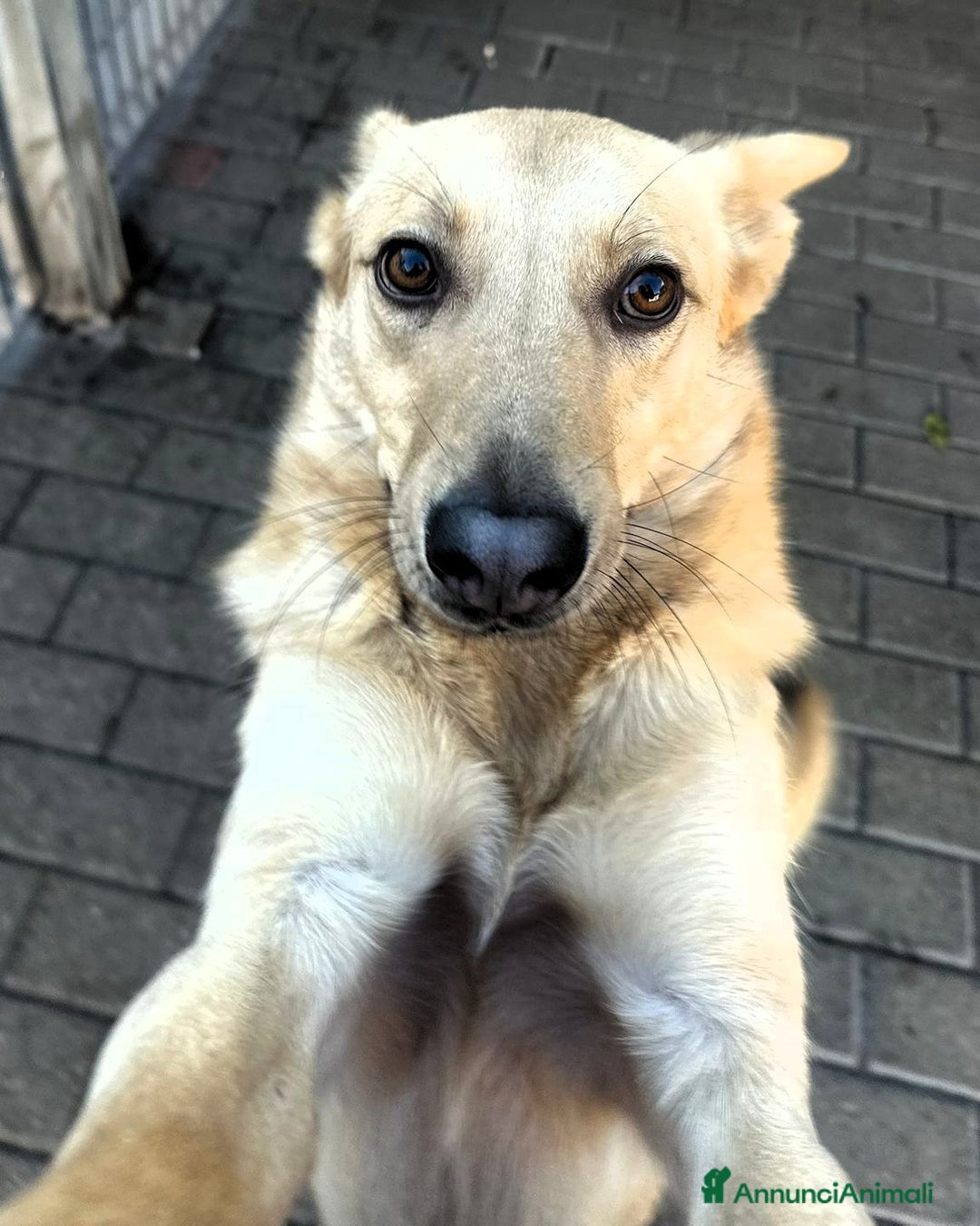 Meticcio cani in regalo: MANUEL CERCA CASA - Annuncio 12