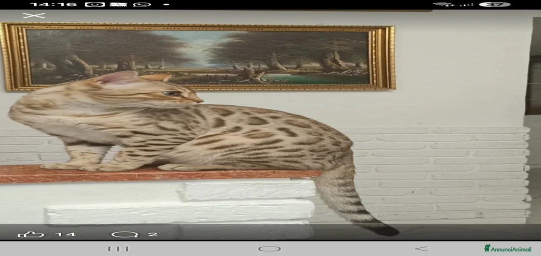 Immagine della galleria {{count}}