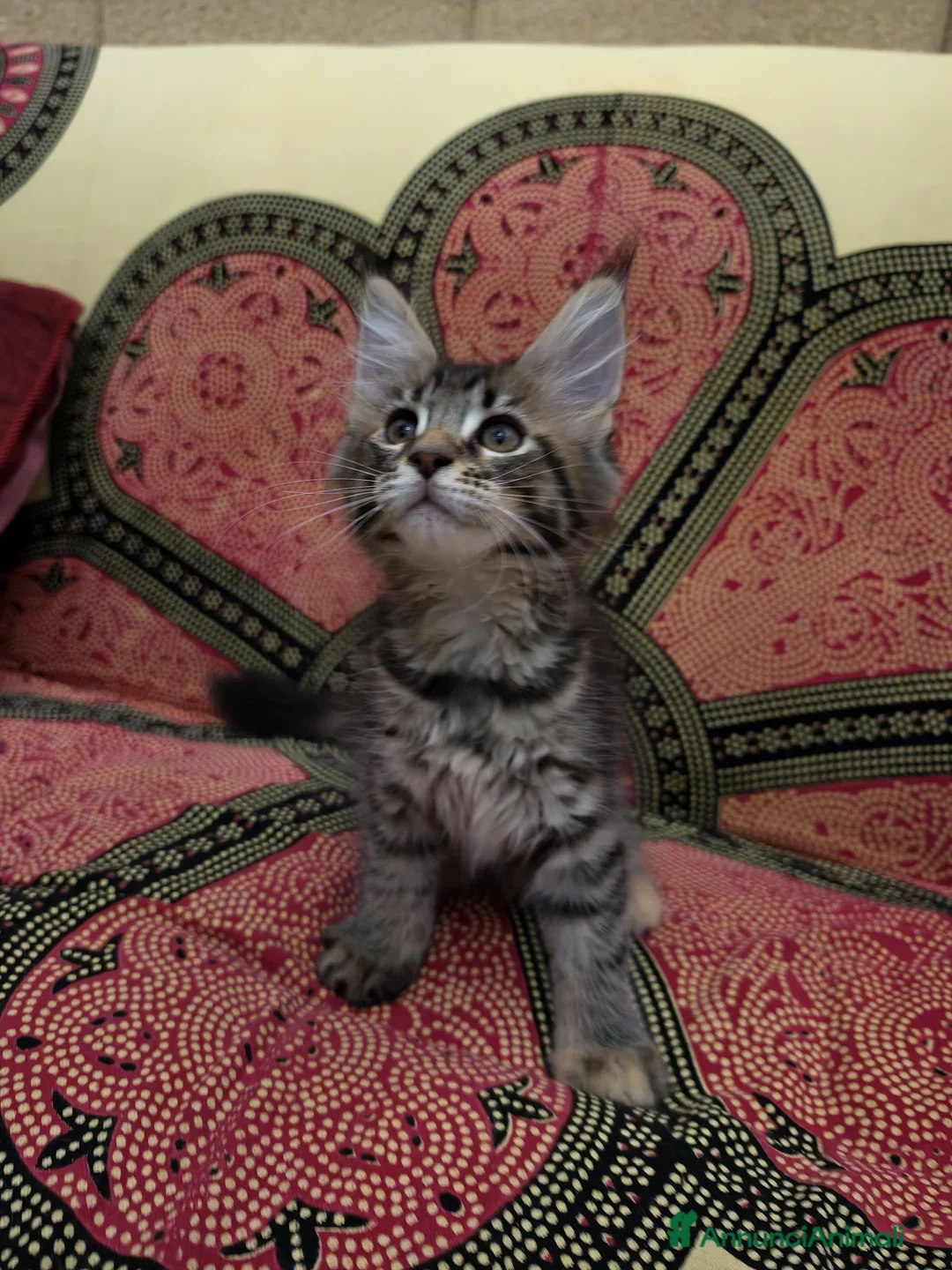 Maine Coon gatti in vendita: Cucciola Maine coon  - Annuncio 6