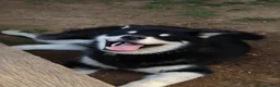 Alaskan Malamute cani per accoppiamento: Alaskan malamute a Provincia di Livorno - Annuncio 29