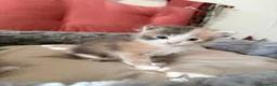 Maine Coon gatti in vendita: Da Leo e alaska 5  fantastici cuccioli!!! - Annuncio 3