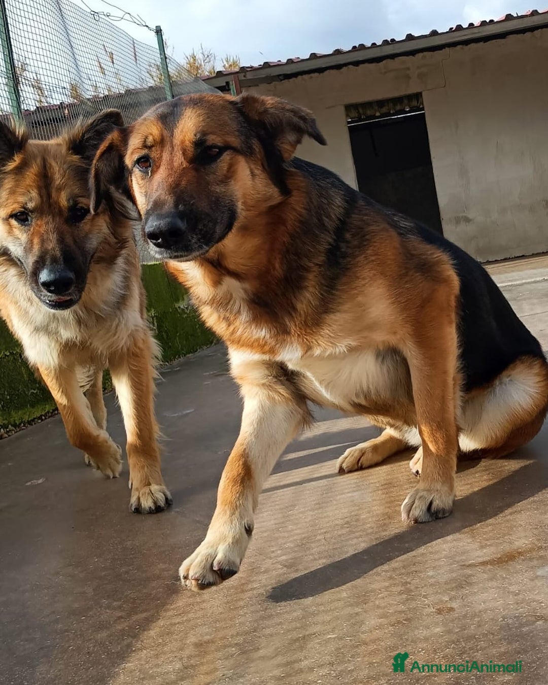 Meticcio cani in regalo: ELEKTRA lupetta 2 anni cerca adozione a Provincia di Latina - Annuncio 6