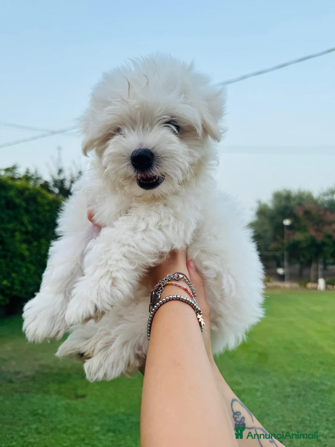 Maltese cani in vendita: Cuccioli di Maltese a Provincia di Frosinone - Annuncio 11