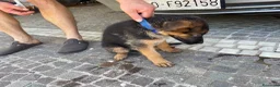 Pastore Tedesco cani in vendita: Cuccioli da esposizione  - Annuncio 9