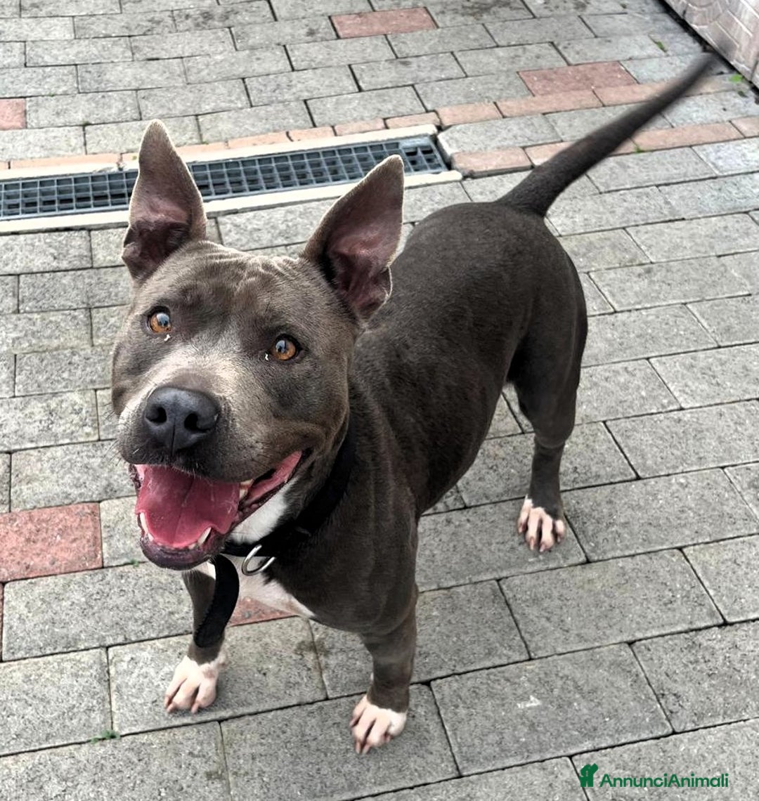 Meticcio cani in regalo: DAISY PIT BULL - Annuncio 4