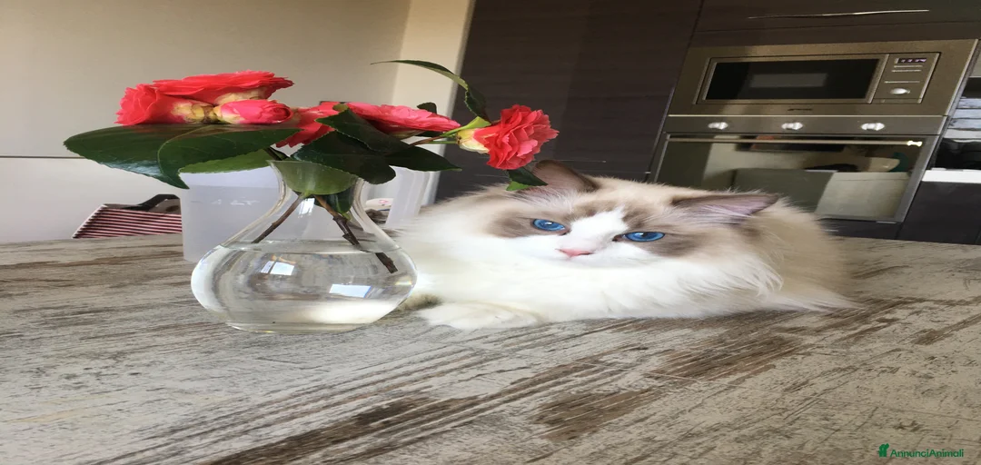 Immagine della galleria {{count}}