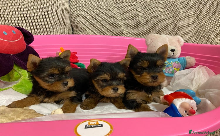 Yorkshire cani a Provincia di Cuneo - Annuncio 1