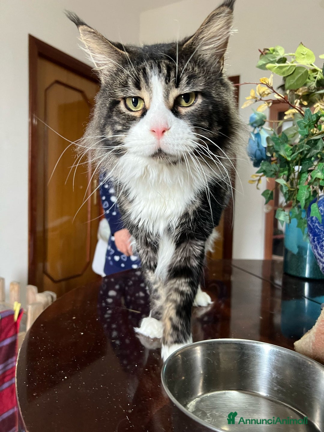 Maine Coon gatti in vendita: Maine coon  - Annuncio 2