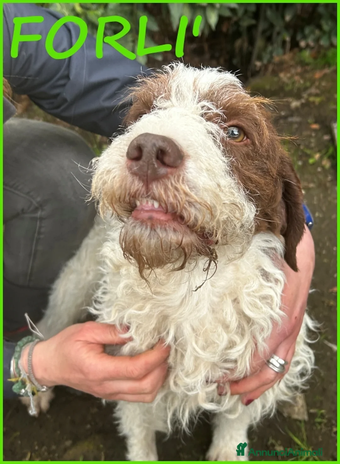 Lagotto cani in regalo: FORLI lagottino 2 anni con una brutta patologia - Annuncio 1