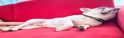 Bulldog Francese cani in regalo: Bulldog francese di un anno  a Provincia di Verona - Annuncio 4