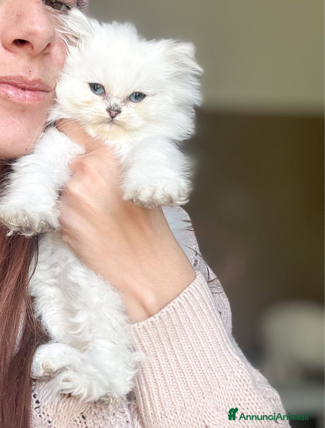 British gatti in vendita:  🩵Cuccioli British Longhair disponibili 🩵 - Annuncio 10