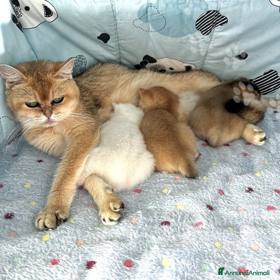 British gatti in vendita: Cuccioli British Shorthair  - Annuncio 11