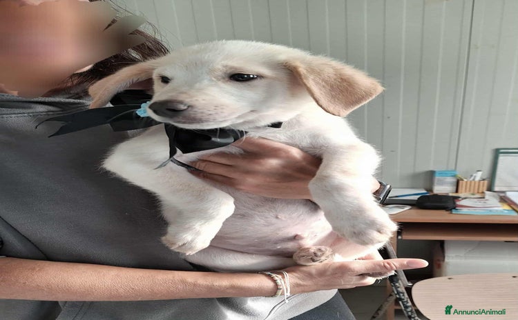 Meticcio cani - Annuncio 18