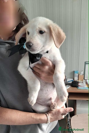 Meticcio cani - Annuncio 18