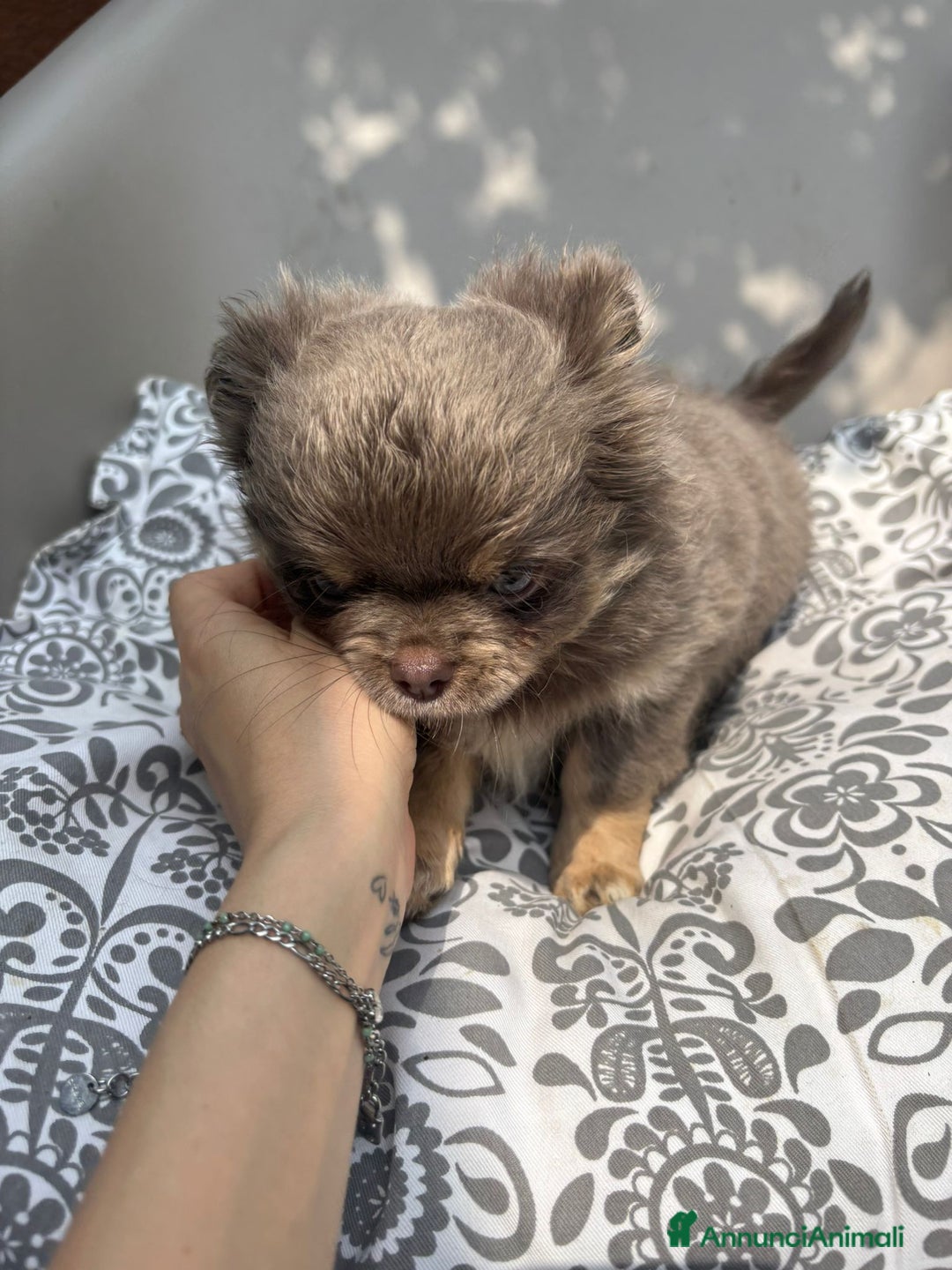Chihuahua cani in vendita: Chihuahua pelo lungo tricolore lillac  a Città metropolitana di Milano - Immagine 3