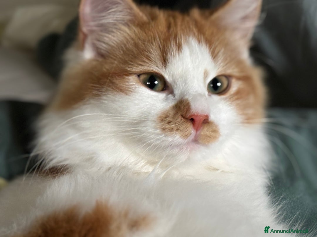 Siberiano gatti in vendita: Alma, bellissima gattina siberiana ipoallergenica - Annuncio 7