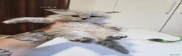 Siberiano gatti in vendita: Gattini siberiani ipoallergenici  - Annuncio 26