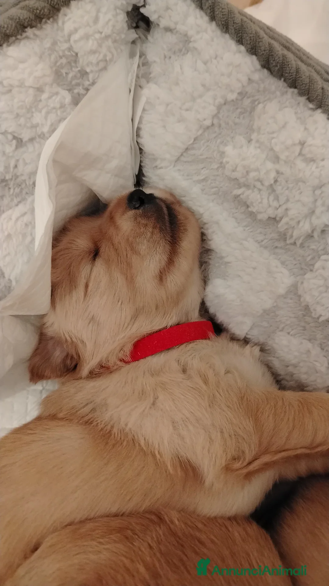 Golden Retriever cani in vendita: Disponibili 2 cucciole golden Retriever - Annuncio 7