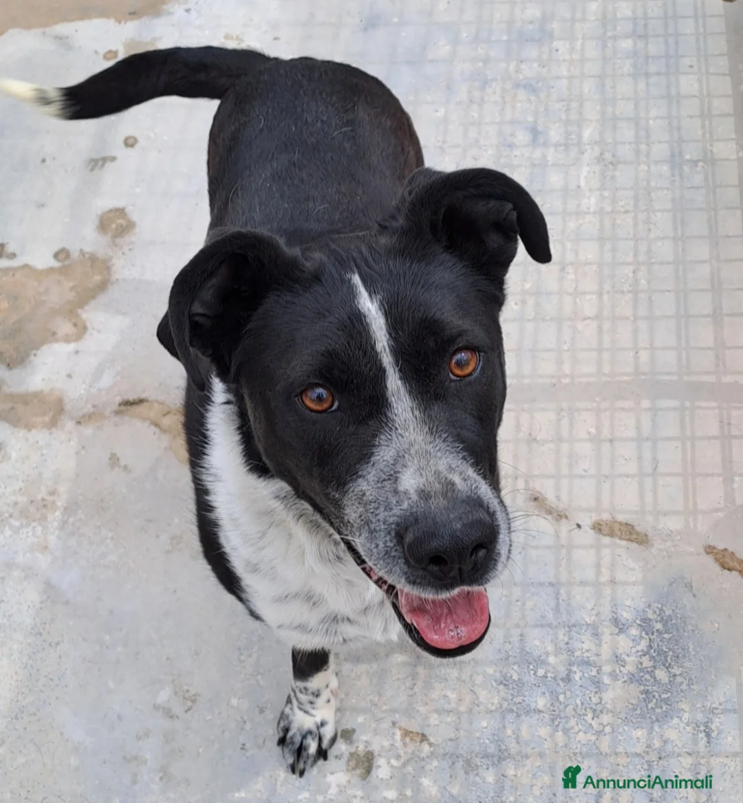 Meticcio cani in regalo: Femmina 5anni salvata 3anni fa PUGLIA SOS - Annuncio 3